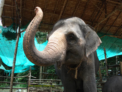 maison à louer pour vacances en thailande koh samui pas cherLe trekking d'éléphant peut être une expérience mémorable à ne pas manquer pendant votre séjour dans Samui. Ce peut être un temps passé populaire pour non seulement des individus mais également pour des familles avec des enfants. De nos jours il y a de nombreux camps autour de Samui qui offrent des tours d'éléphant le long d'une traînée par la jungle, plantations en caoutchouc et l'eau tombe. Un voyage peut durer n'importe où de 15 minutes à une heure selon les options que vous choisissez. Les expositions d'éléphant d'offre de quelques camps même ont exécuté par les éléphants qualifiés effectuant de diverses tâches. Les compagnies offrent la moitié ou le jour complet  